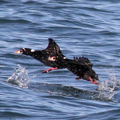 Surf Scoter ♂