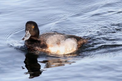 Lesser Scaup ♂