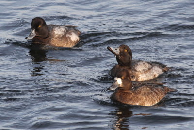 Lesser Scaup