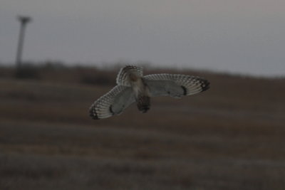 Short-eared Owl