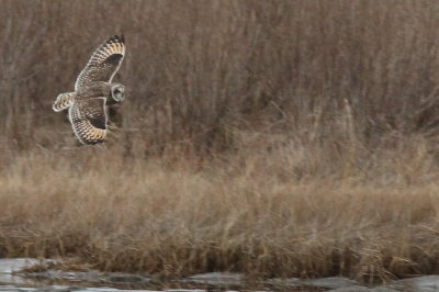 Short-eared Owl