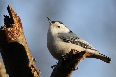 White-breasted Nuthatch