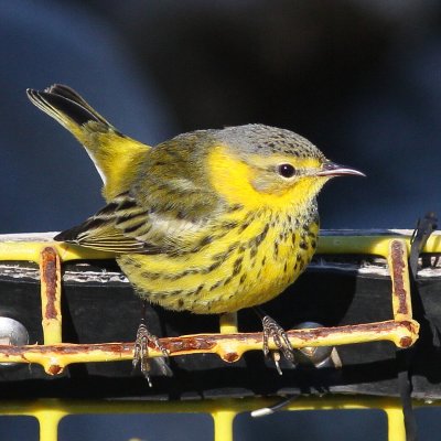 Cape May Warbler