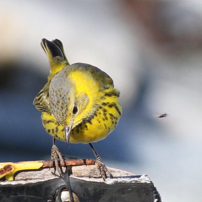 Cape May Warbler