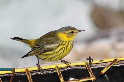 Cape May Warbler