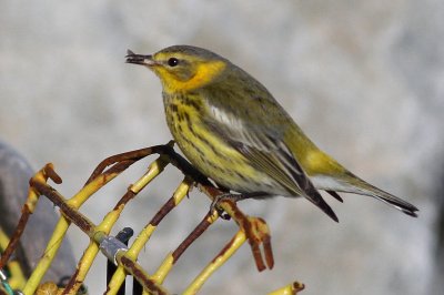 Cape May Warbler