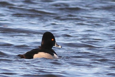 Ring-necked Duck ♂