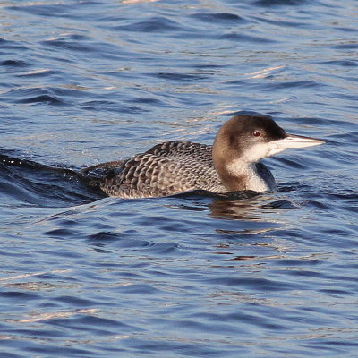 Common Loon / Juvenile