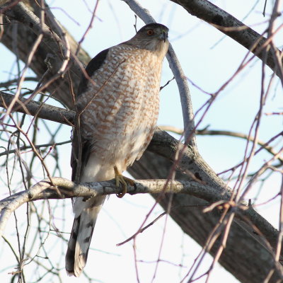 Coopers Hawk