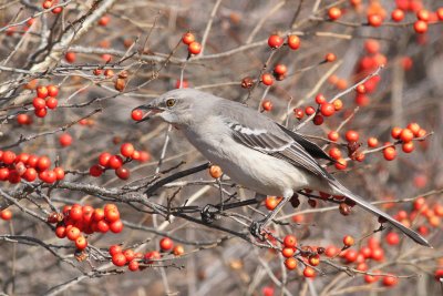 Northern Mockingbird