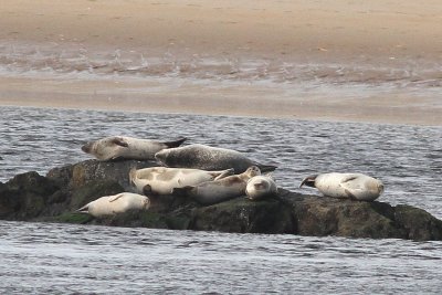 Harbor Seals