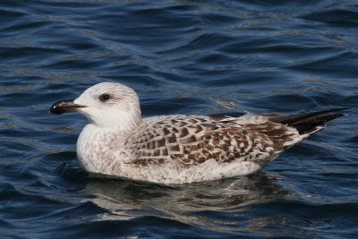 Great Black-backed Gull / 1st winter