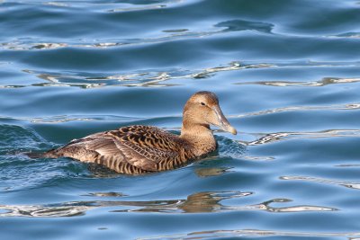 Common Eider ♀