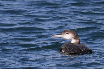 Common Loon