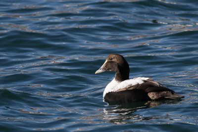 Common Eide / 1st winter ♂