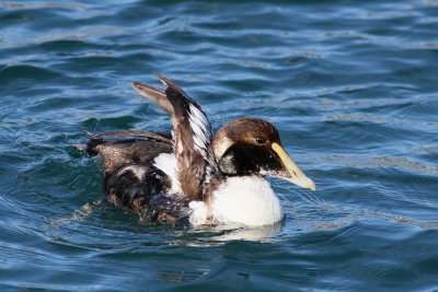 Common Eide / 1st winter ♂