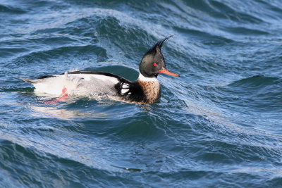 Red-breasted Merganser