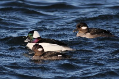 Bufflehead ♂ & ♀