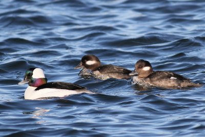 Bufflehead ♂ & ♀