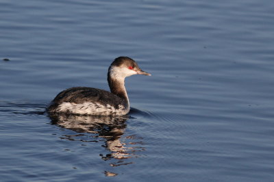 Horned Grebe