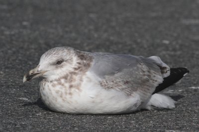 Herring Gull / 3rd winter