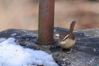 Carolina Wren