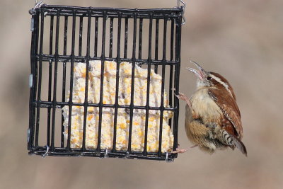 Carolina Wren