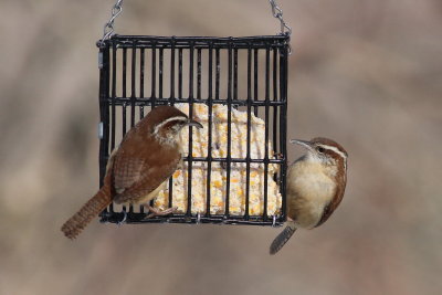 Carolina Wren