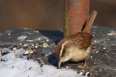 Carolina Wren