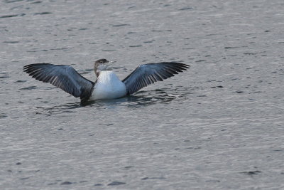 Common Loon