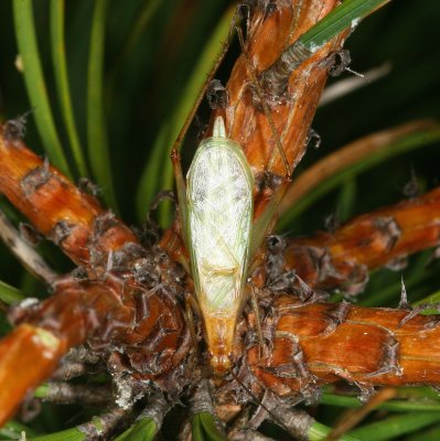 Pine Tree Cricket ♂