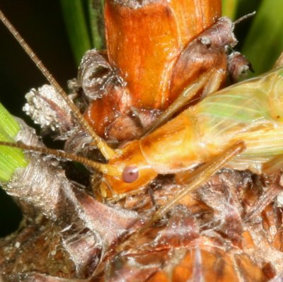 Pine Tree Cricket