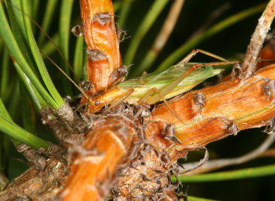 Pine Tree Cricket ♂