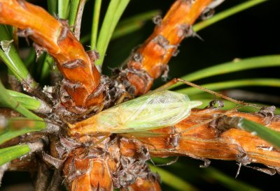 Pine Tree Cricket ♂