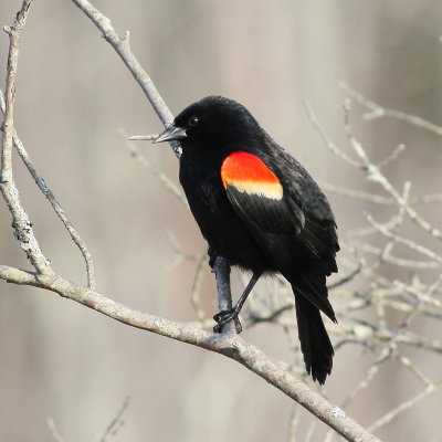 Red-winged Blackbird ♂