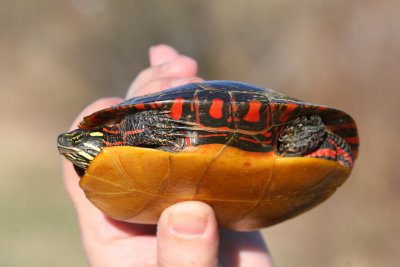  Eastern Painted Turtle