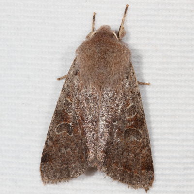 Hodges#10487 * Ruby Quaker * Orthosia rubescens