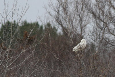 Snowy Owl