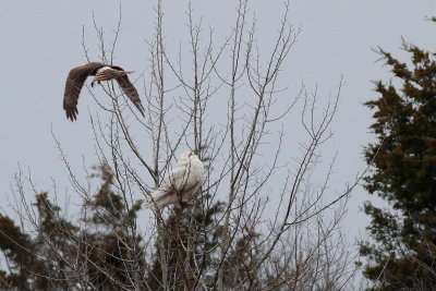 Harrier takes a swipe at Snowy