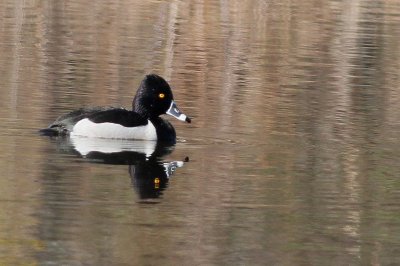 Ring-necked Duck ♂