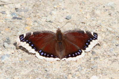 Mourning Cloak 