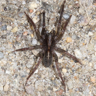 Trochosa terricola ♂