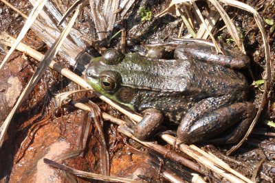 Green Frog ♀