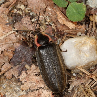 Winter Firefly 