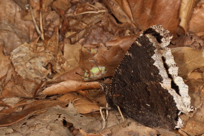 Mourning Cloak