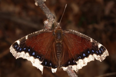 Mourning Cloak