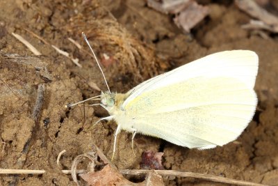 Cabbage White