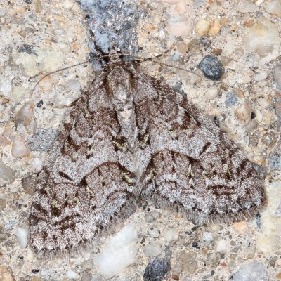 Hodges#7637/8 * Cladara limitaria/angulineata