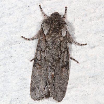 Hodges#10012 * Chosen Sallow Moth * Psaphida electilis
