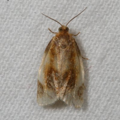 Hodges#3686 * Black-patched Clepsis Moth * Clepsis melaleucanus